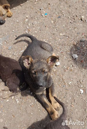 В добрые рукищенки метисы немецкой овчарки