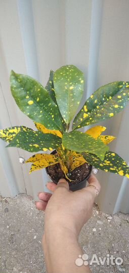 Кодиеум кротон