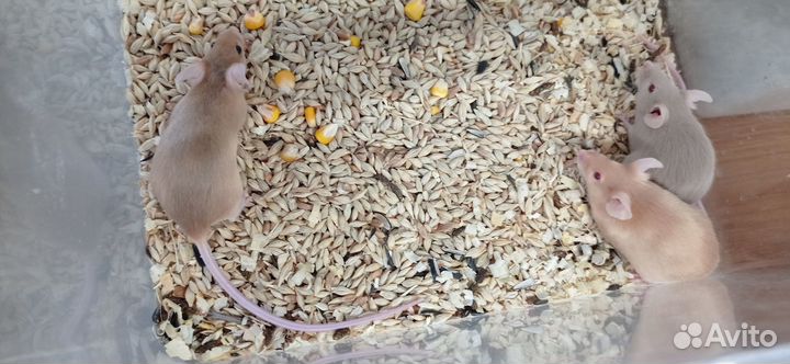 Декоративные мыши