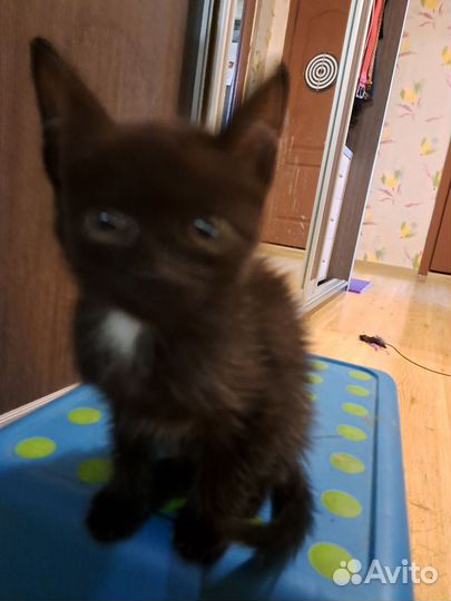 Кошка в дар бесплатно