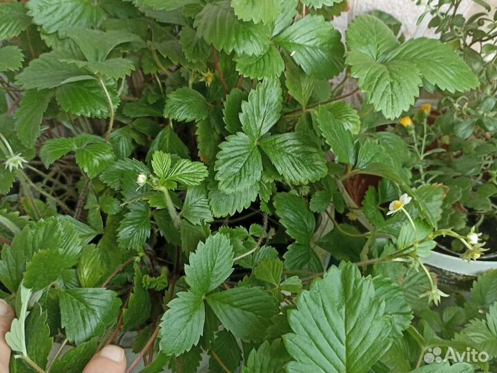 Земляника ремонтантная