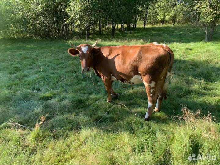 Айширская нетель