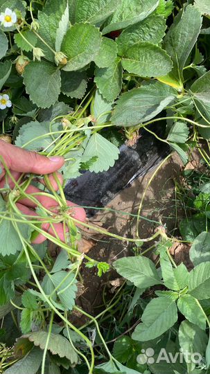 Продаю рассаду клубники