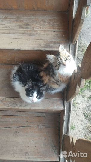 Трехшерстные котята