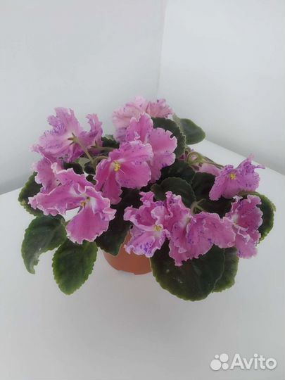 Фиалка сортовая, Стрептокарпус, Оксалис