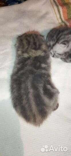 Продам котят