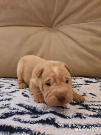 Щенки Шарпей