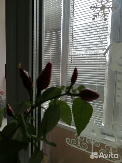 Мини очень острый перчик ростки