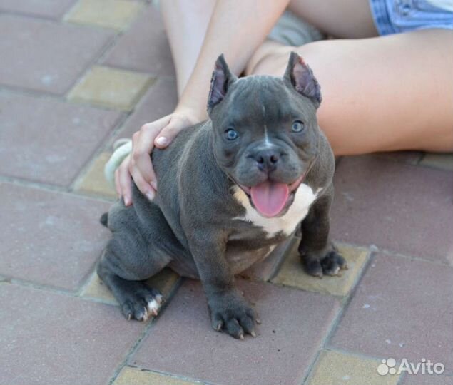 Американский булли покет крутая девочка