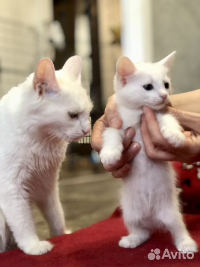 Котёнок отдам бесплатно