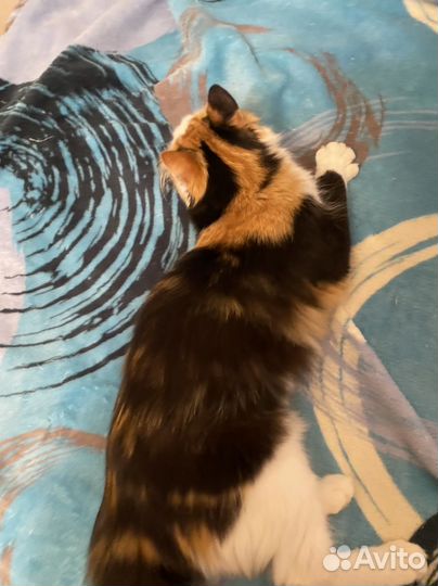 Котенок Яся