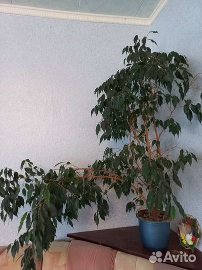 Фикус бенджамина большой