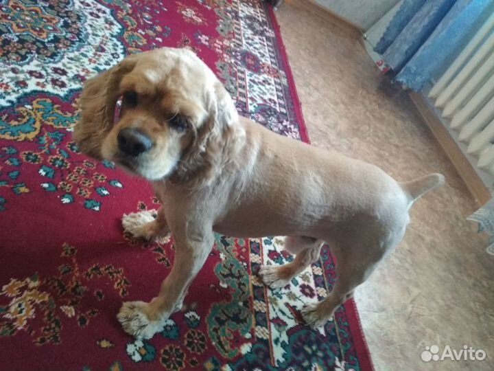 Вязка собаки