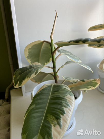 Фикус эластика тинеке