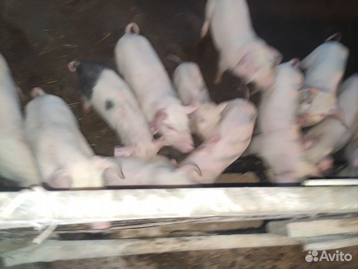 Поросята ландрас