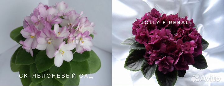 Фиалки набор 