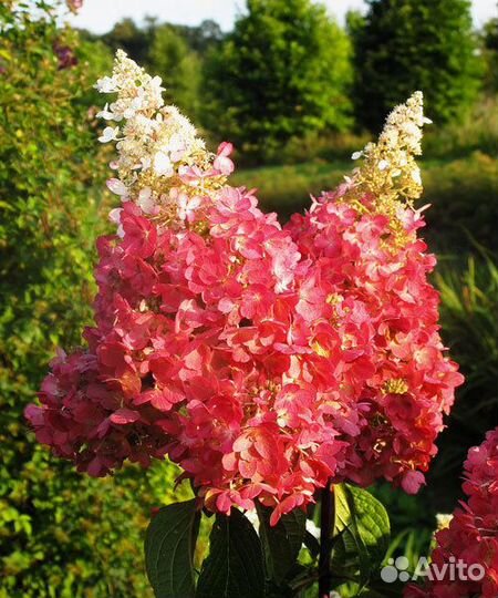 Гортензии много сортов