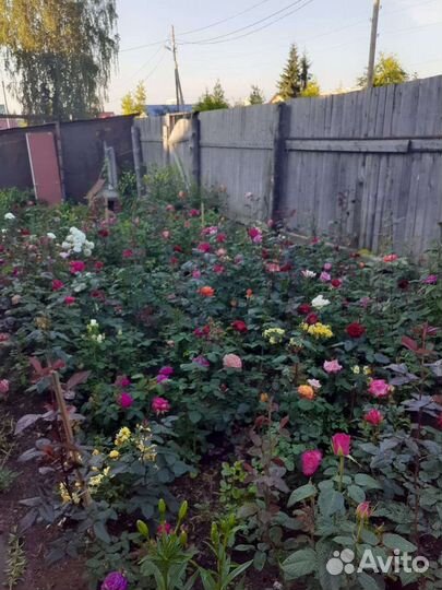 Саженцы роз