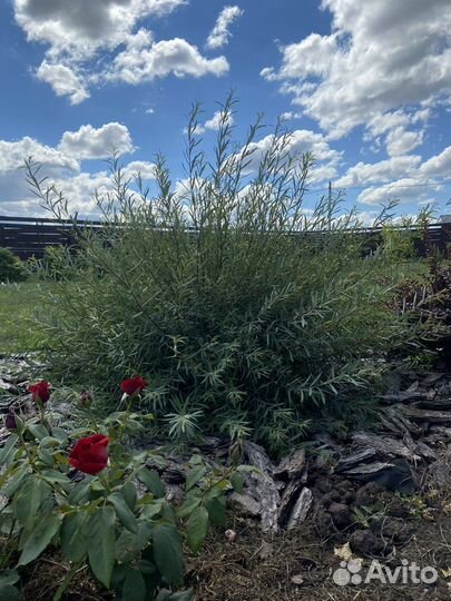 Ива пурпурная Нана