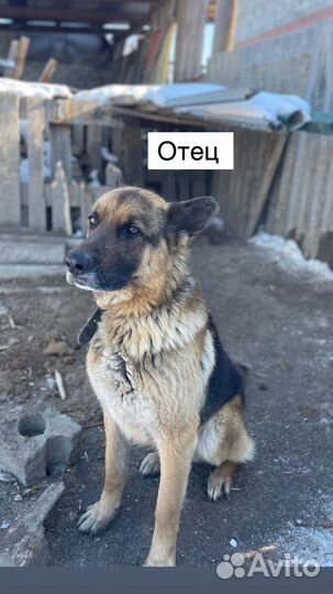 Щенки немецкой овчарки