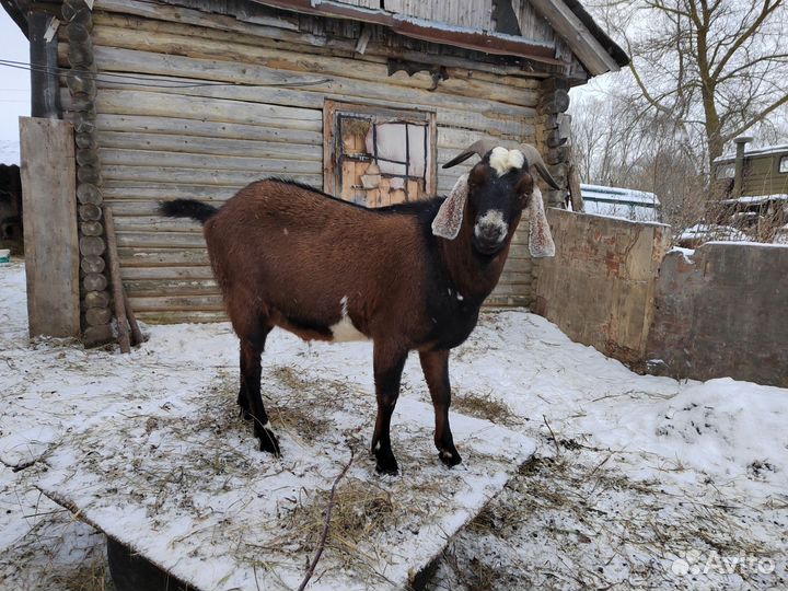 Нубийский козел