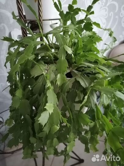 Декабрист шлюмбергера