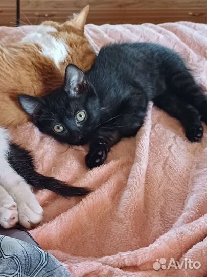 Девочка Дворянка