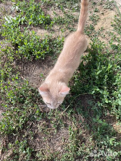 Хорошего котёнка в хорошие руки