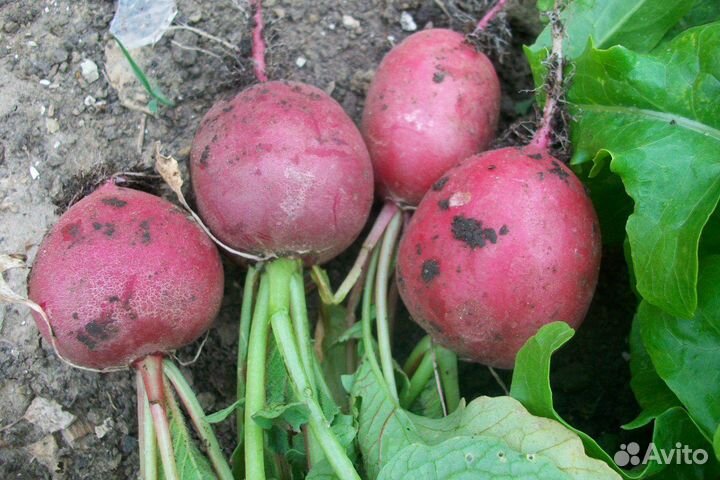 Семена редиса