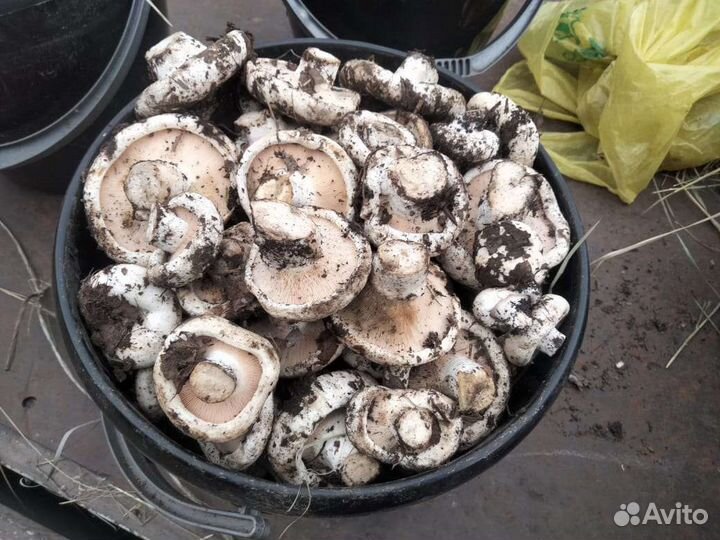 Продам грибы
