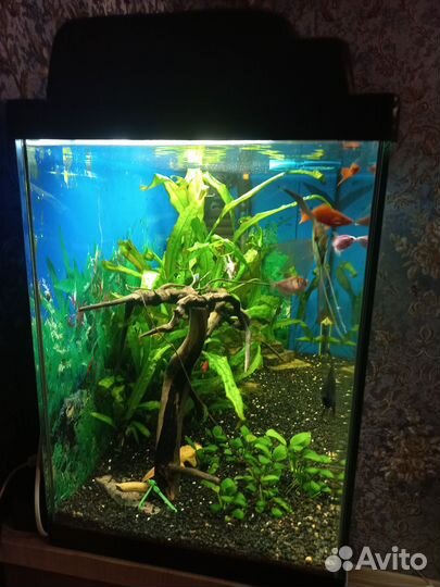 Аквариум с рыбками бу
