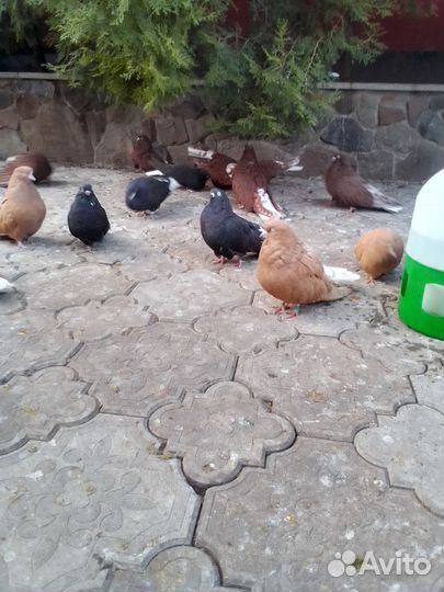 Николаевские голуби