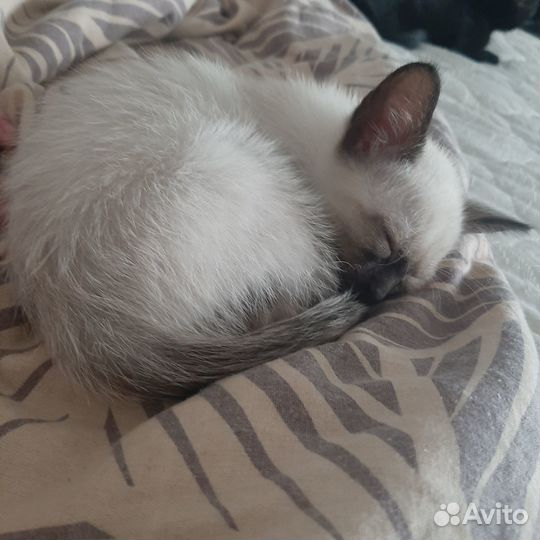 Котики бесплатно в добрые руки