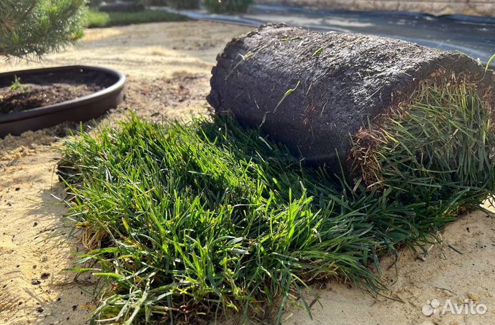 Рулонный газон с укладкой