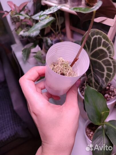 Алоказия блэк вельвет, полли