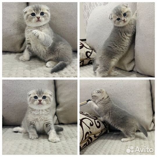 Шотландские вислоухие котята