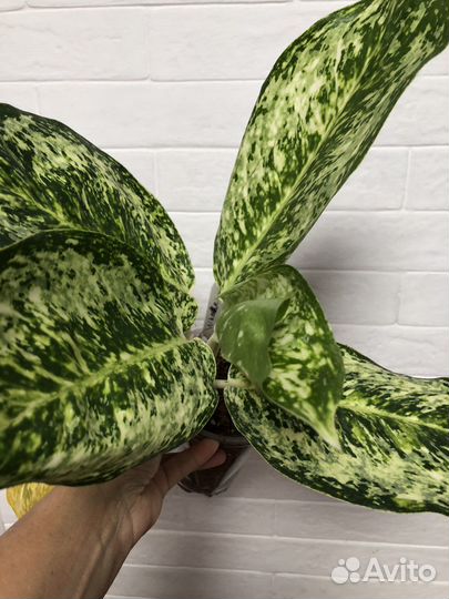 Аглаонема Whaite Rose