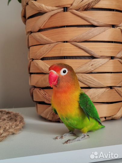 Неразлучник Фишера попугай самочка