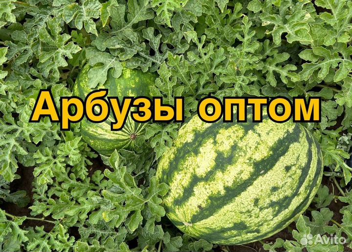 Арбуз Оптом