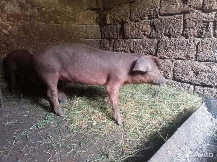 Хрячки на племя