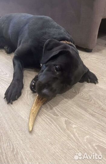 Грызуны лакомство для собак из рогов лося