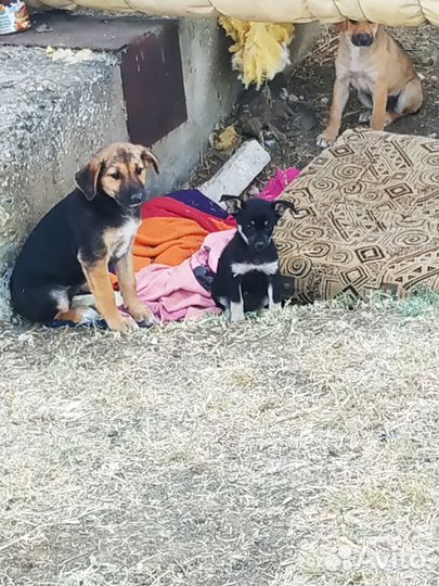 Собака в добрые руки