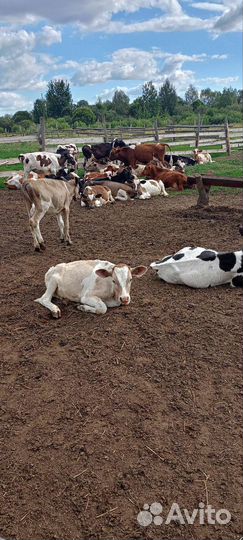 Телочки и бычки