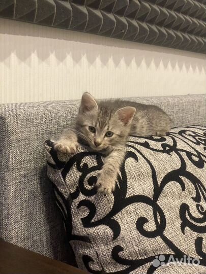 Котята в добрые руки бесплатно