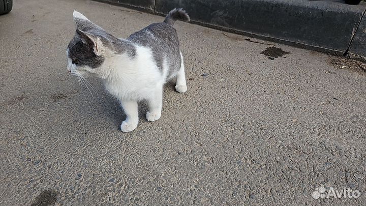 Кошки в добрые руки бесплатно