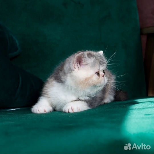 Девочка экзотическая