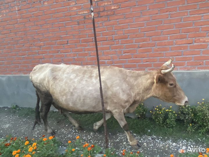 Дойная корова