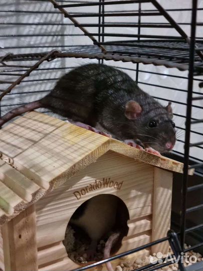Крысята дамбо с клеткой + корм и наполнитель