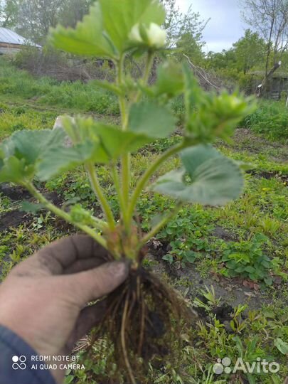 Рассада клубники