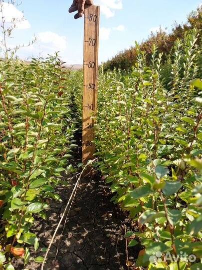 Кизильник блестящий